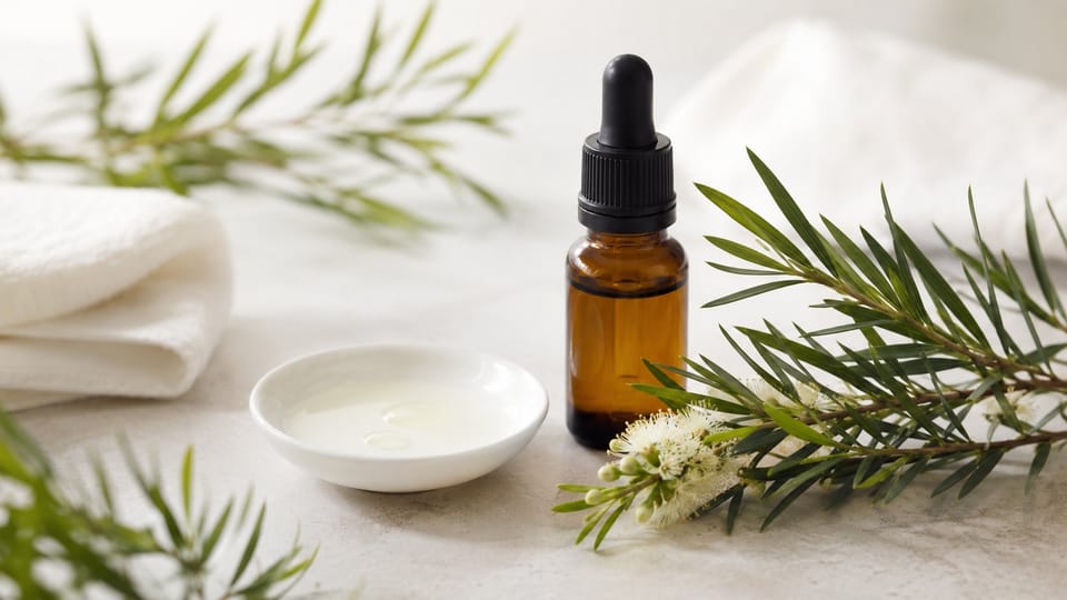 Tea Tree Oil Trị Mụn: Bằng Chứng Khoa Học, Cách Dùng Đúng Và Ai Không Nên Dùng